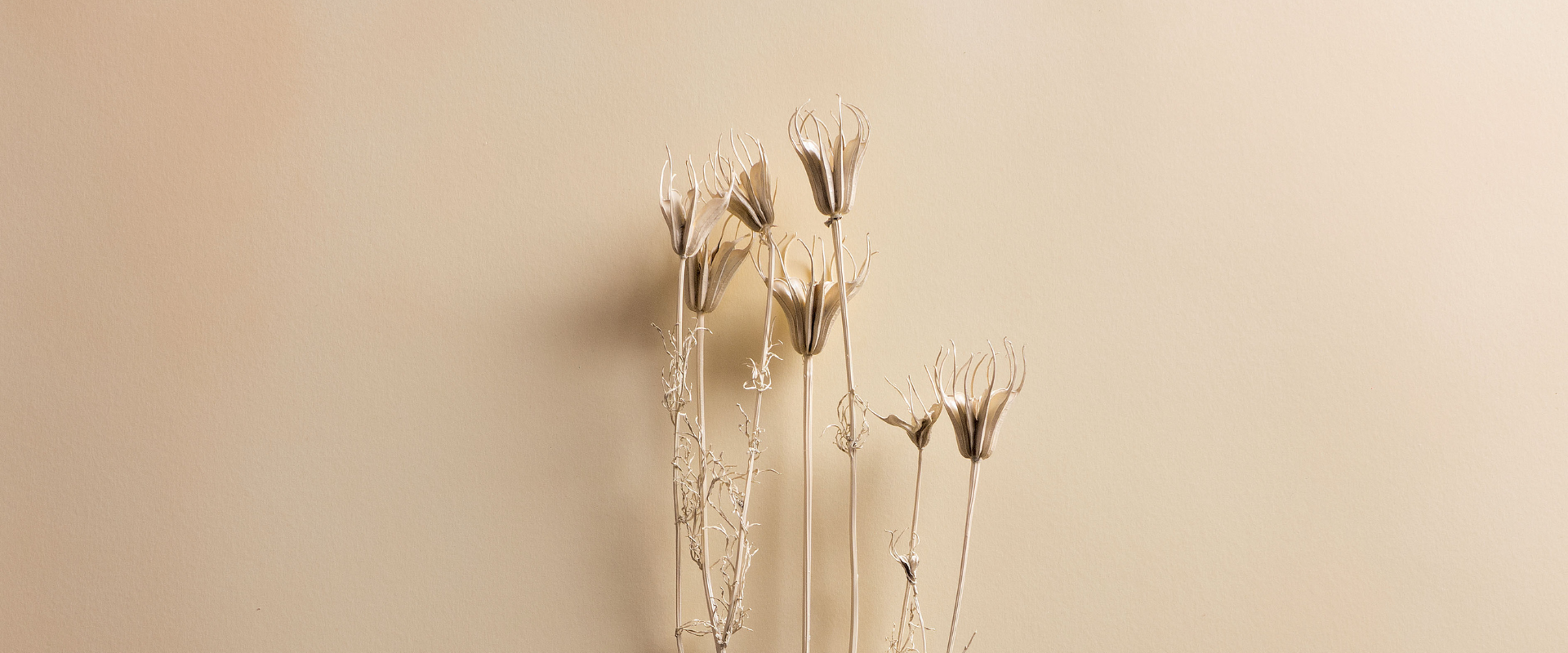Dried flowers on a beige background